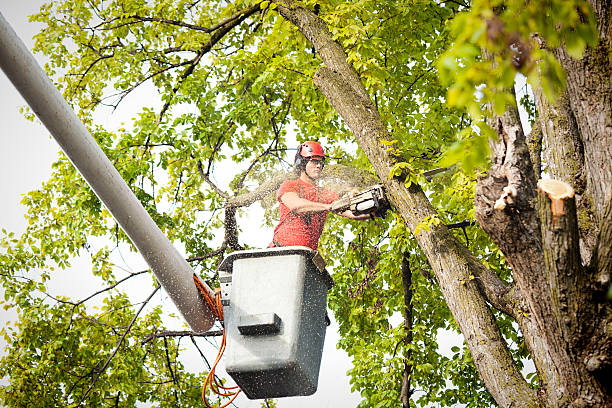 Top-Rated Tree Care in South Tampa – Professional & Reliable